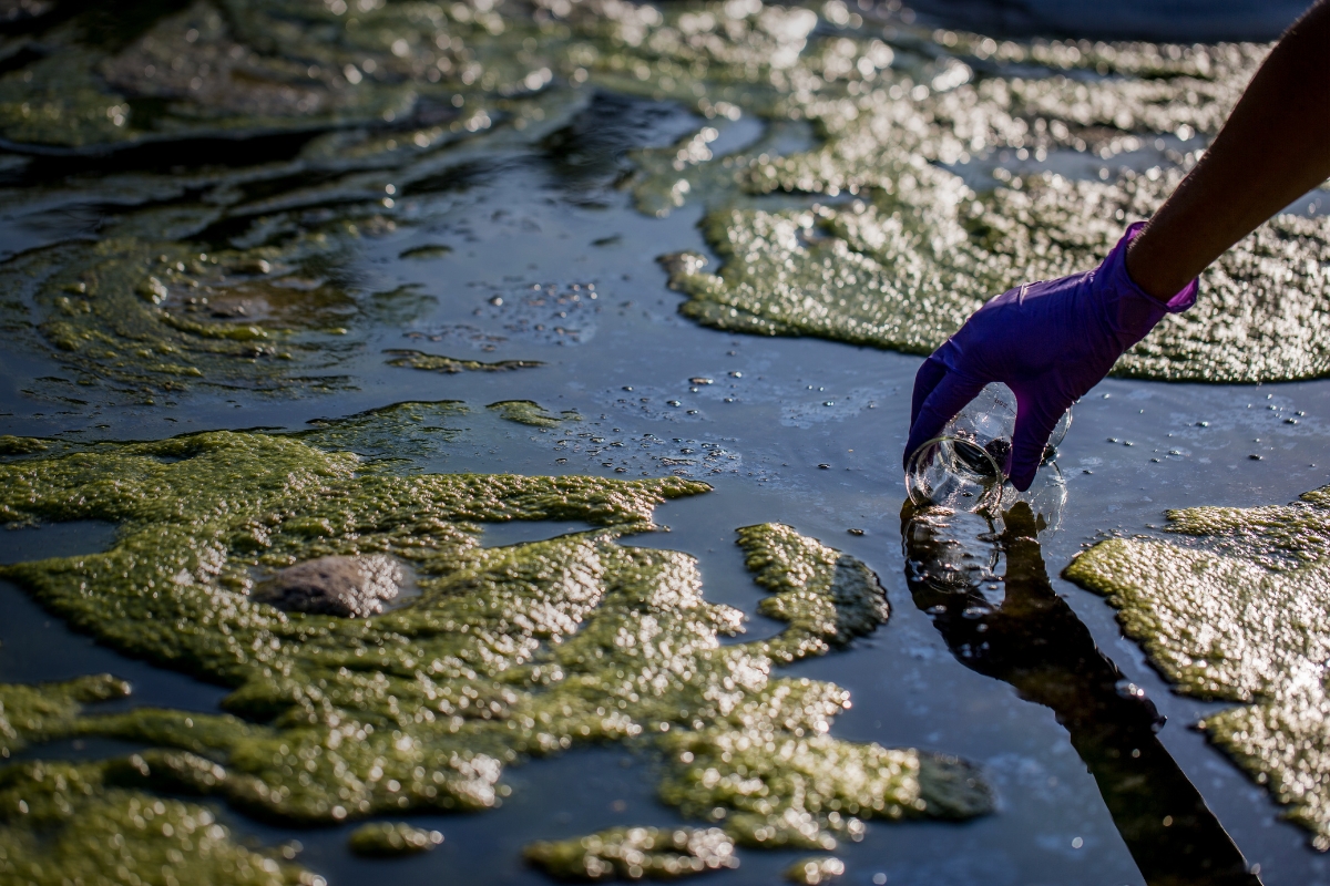 NEA PANACEA: North East Atlantic project on biodiversity and eutrophication assessment integration and creation of effective measures