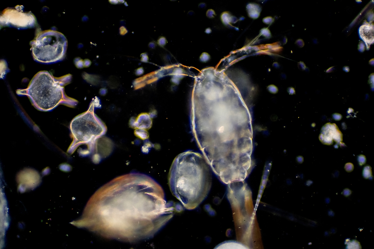 PICO 2: Including the very small lifeforms in pelagic assessments